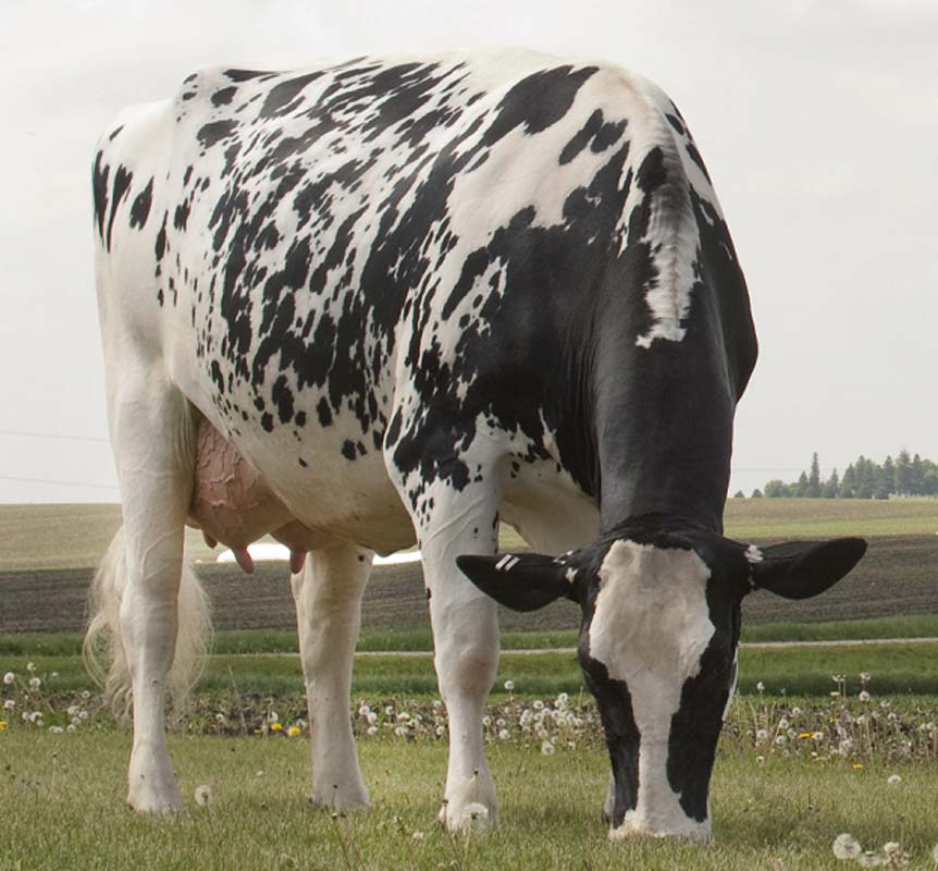 Toro da latte galen Valore per l'allevatore GPlus